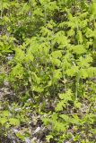 Whiteflower Leafcup, Polymnia canadensis