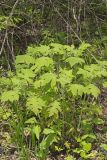 Whiteflower Leafcup, Polymnia canadensis