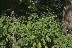 Whiteflower Leafcup, Polymnia canadensis