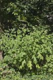 Whiteflower Leafcup, Polymnia canadensis