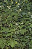 Whiteflower Leafcup, Polymnia canadensis