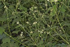 Whiteflower Leafcup, Polymnia canadensis
