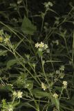 Whiteflower Leafcup, Polymnia canadensis