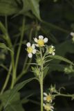 Whiteflower Leafcup, Polymnia canadensis