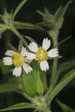 Whiteflower Leafcup, Polymnia canadensis
