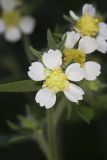 Whiteflower Leafcup, Polymnia canadensis