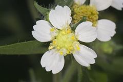 Whiteflower Leafcup