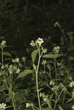 Whiteflower Leafcup, Polymnia canadensis