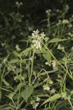 Whiteflower Leafcup, Polymnia canadensis
