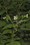 Whiteflower Leafcup, Polymnia canadensis