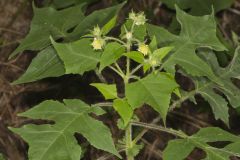 Whiteflower Leafcup, Polymnia canadensis