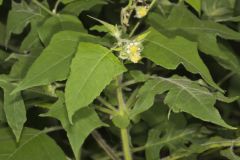 Whiteflower Leafcup, Polymnia canadensis