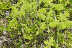 Whiteflower Leafcup, Polymnia canadensis