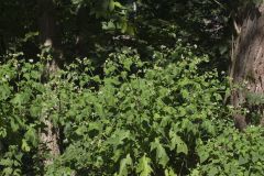Whiteflower Leafcup, Polymnia canadensis