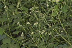 Whiteflower Leafcup, Polymnia canadensis