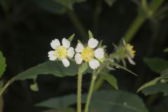 Whiteflower Leafcup, Polymnia canadensis