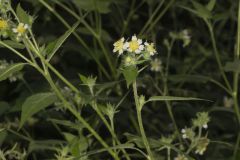 Whiteflower Leafcup, Polymnia canadensis