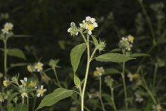 Whiteflower Leafcup, Polymnia canadensis