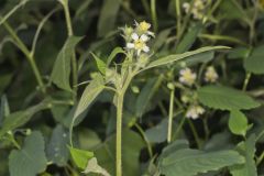 Whiteflower Leafcup, Polymnia canadensis Whiteflower Leafcup, Polymnia canadensis