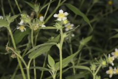 Whiteflower Leafcup, Polymnia canadensis Whiteflower Leafcup, Polymnia canadensis
