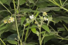 Whiteflower Leafcup, Polymnia canadensis Whiteflower Leafcup, Polymnia canadensis
