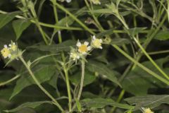 Whiteflower Leafcup, Polymnia canadensis Whiteflower Leafcup, Polymnia canadensis