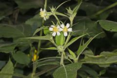 Whiteflower Leafcup, Polymnia canadensis Whiteflower Leafcup, Polymnia canadensis