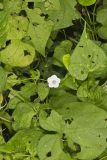 Whitestar, Ipomoea lacunosa