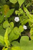 PWhitestar002
