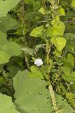 PWhitestar003
