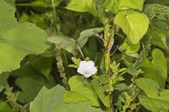 Whitestar