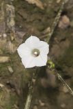 Whitestar, Ipomoea lacunosa