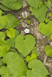 Whitestar, Ipomoea lacunosa