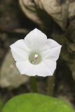 Whitestar, Ipomoea lacunosa