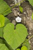 Whitestar, Ipomoea lacunosa