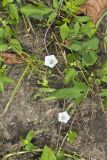 Whitestar, Ipomoea lacunosa