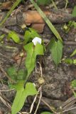 Whitestar, Ipomoea lacunosa