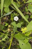 Whitestar, Ipomoea lacunosa