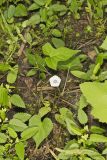 Whitestar, Ipomoea lacunosa
