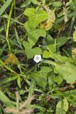 Whitestar, Ipomoea lacunosa