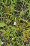 Whitestar, Ipomoea lacunosa