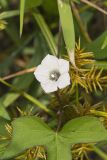 Whitestar, Ipomoea lacunosa