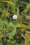 Whitestar, Ipomoea lacunosa