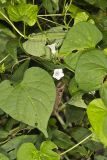 Whitestar, Ipomoea lacunosa