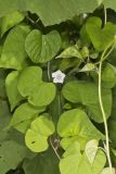 PWhitestar018