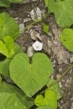 Whitestar, Ipomoea lacunosa
