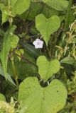 Whitestar, Ipomoea lacunosa