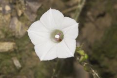 Whitestar, Ipomoea lacunosa