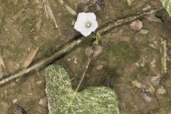 Whitestar, Ipomoea lacunosa