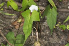 Whitestar, Ipomoea lacunosa